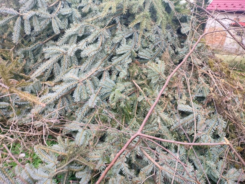 Oddam Gałązki za darmo