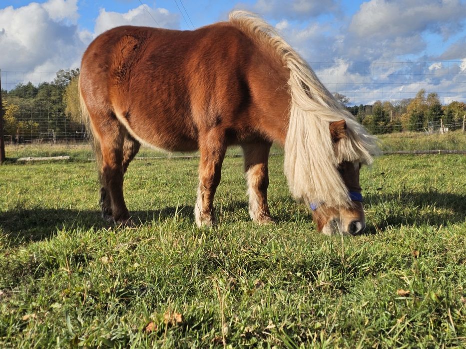 Miniaturowy koń mini klacz kuc