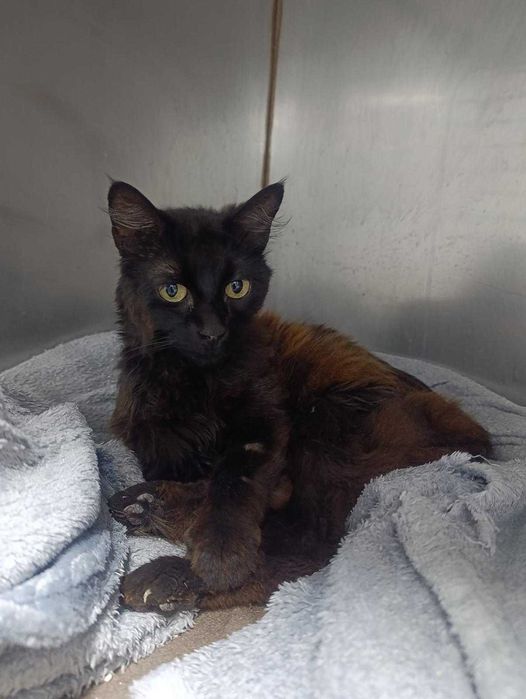 Gata Sênior para adoção responsável