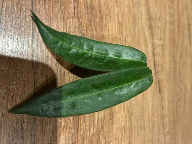 Hoya hypolasia ukorzeniona