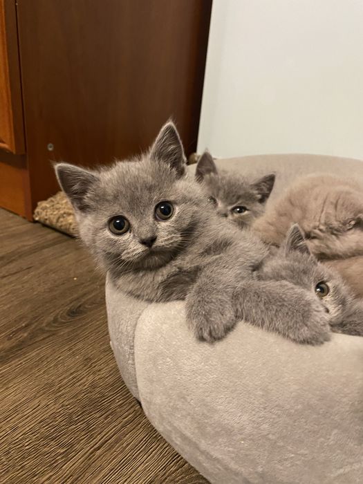 Продам гарненьких кошенят шотланської породи (скотіш)