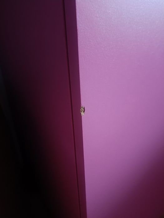 Paka jeździecka mała