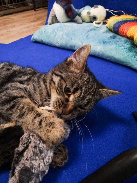 Megi - piękna kotka szuka domu. Kocica, adopcja, burasek