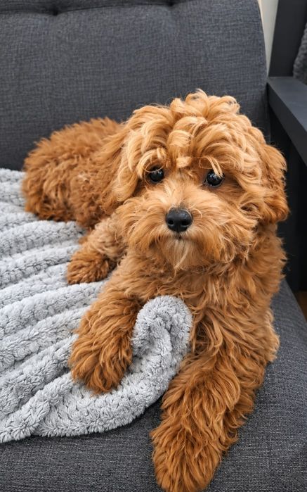 Maltipoo f1b chłopiec po wszystkich szczepieniach  ur.22.05  26
