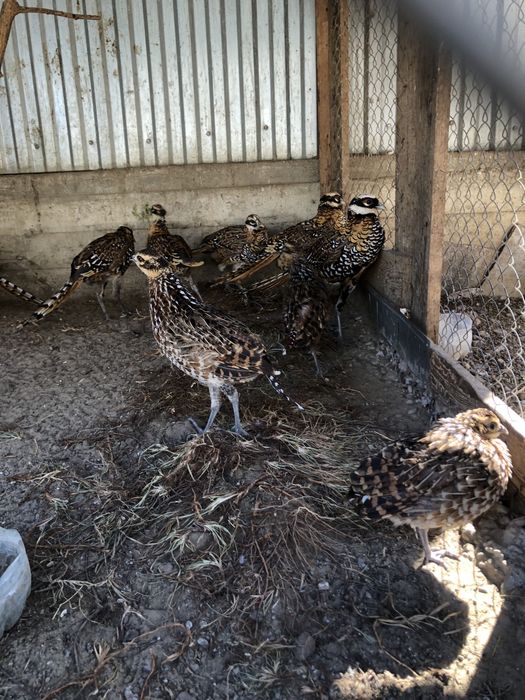 Фазани Королівські та Мисливські