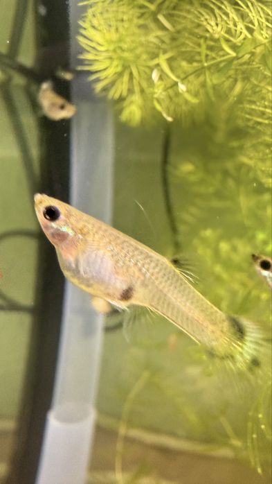 Рибки гуппі водорості