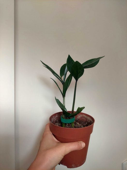Planta Zamioculca zamifolia