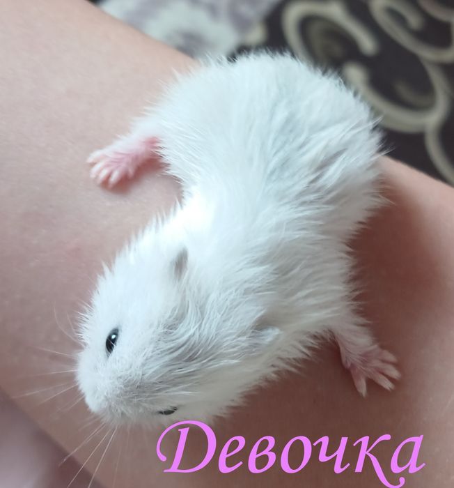 Карликие Джунгарики,маленькие хомячата