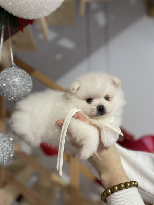 Померанські шпіци  від серця до серця