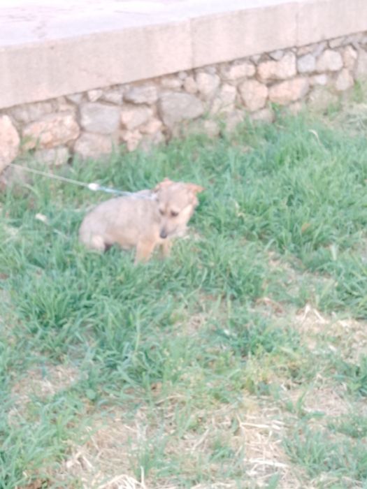 Одам собаку Николаев