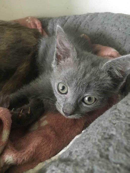 Кошенята породи russian blue