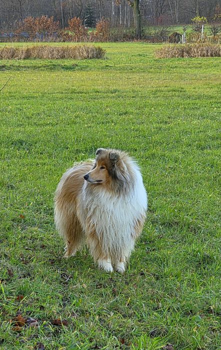 -Reproduktor/ krycie - Owczarek Szkocki Collie