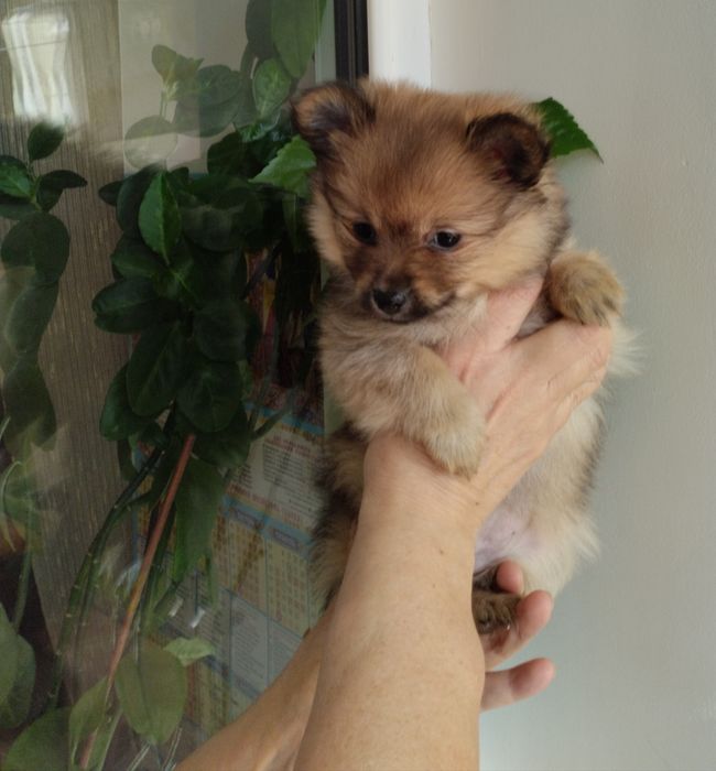 Шпицы щенки .красавицы.