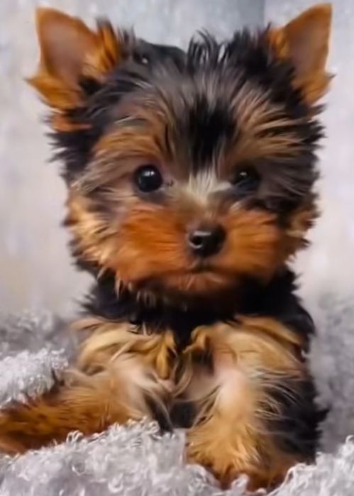 Yorkshire terrier  Exelenfte boneco qu