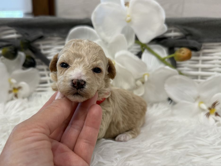 Maltipoo, maltańczyk/ pudel toy red, prześliczna suczka.