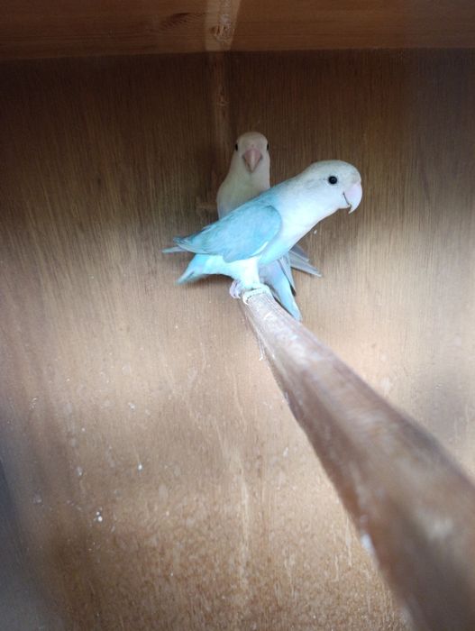 Agapórnis Roseicolis