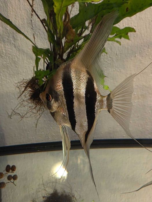 Pterophyllum scalare Skalar peru altum - młode (F2) po pięknych rodzicach
