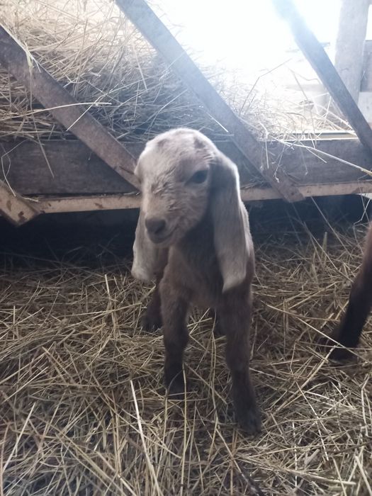 Продам нубо- камори 40 %