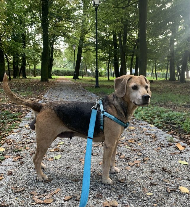 PILNIE potrzebny dom dla starszej, łagodnej suni a'la beagle