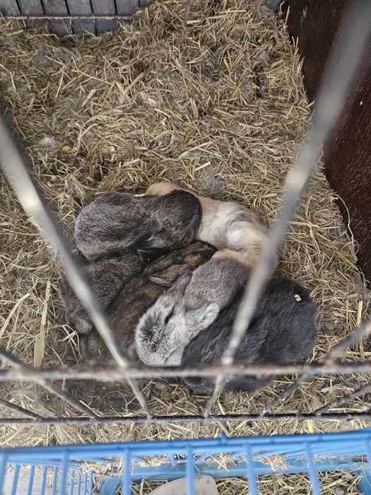 Coelhos anãos e orelhudos