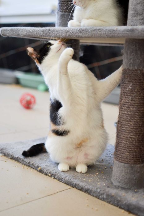 Karolinka - kocia indywidualistka szuka kochającego domu!