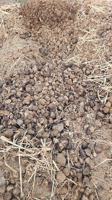 OFEREÇO Estrume de Cavalo