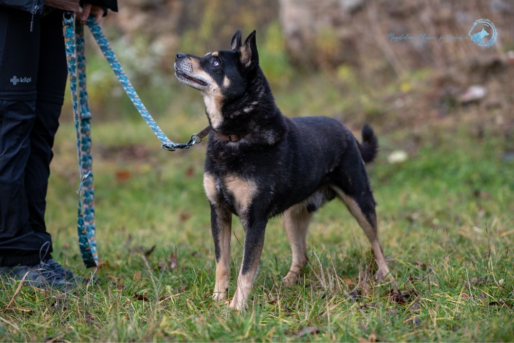 Mały,czarny,spokojny pies w typie rasy Shiba Inu.Piękny i mądry samiec
