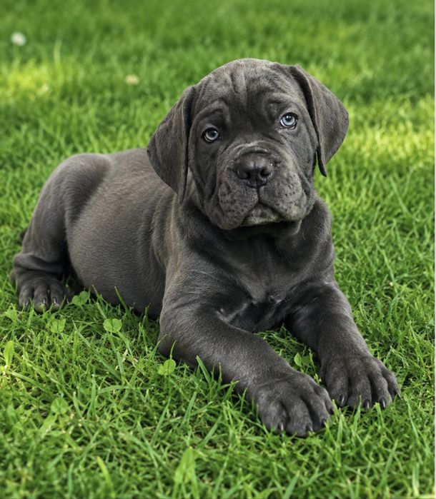 Елітні щеночки-Cane corso