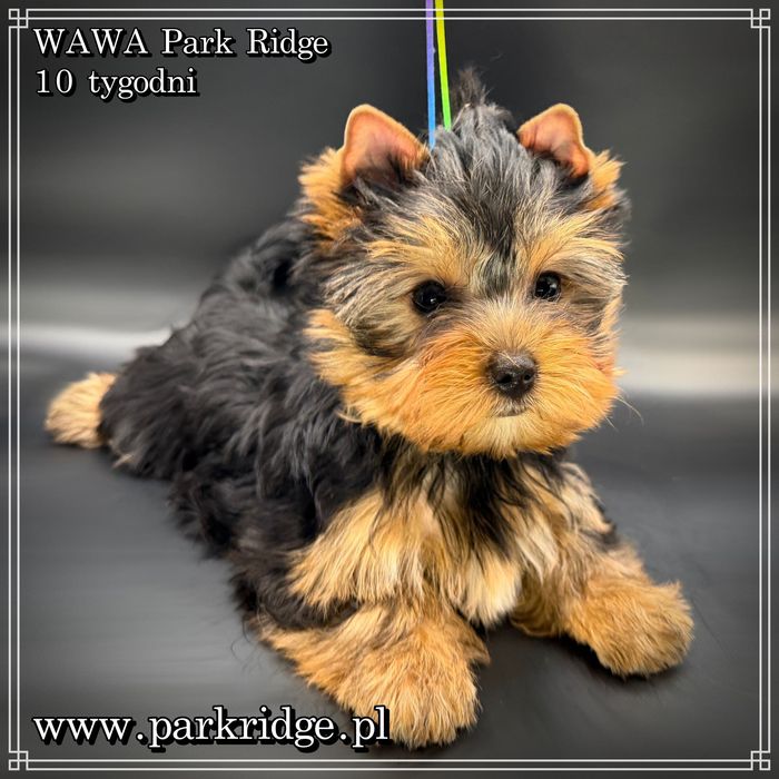 york suczka rodowód ZKwP/FCI 2,5-3 kg yorkshire terrier