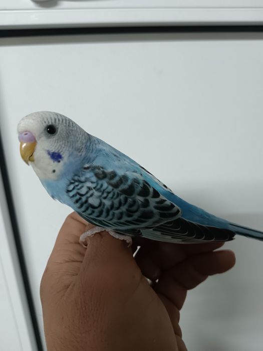 Caturra domesticada e piriquitos domesticados