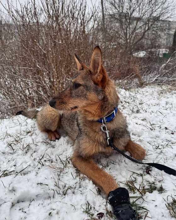 Собака в пошуку сімʼї