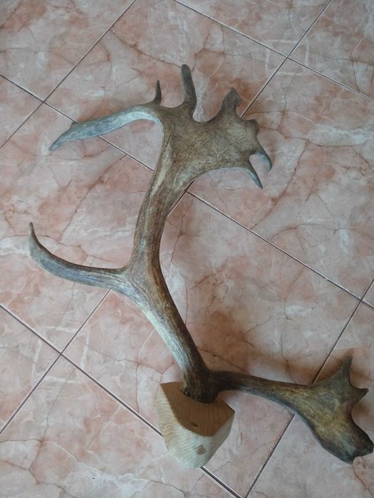 Роги оленя на опорі, для інтер'єру