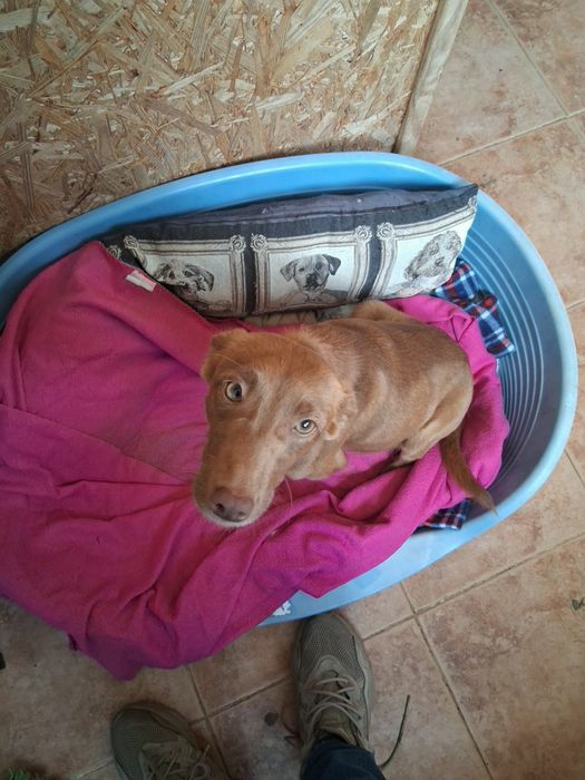 Menina doidona e muito fofa para adopcao 5 estrelas