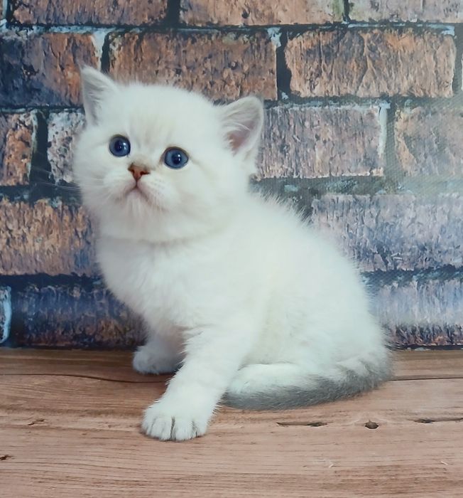 Шиншила колор-поінт