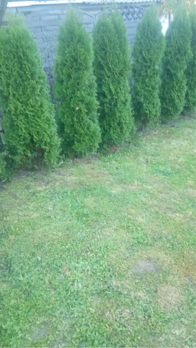 Dzialka ROD Lipnik Bielsko-Biala - Widok 4