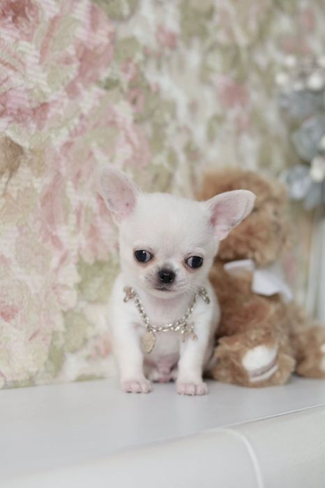 Xxxxs chihuahua fci chłopak