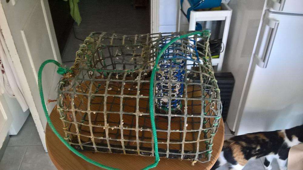 Conjunto Armadilha polvo + viveiro para ostras da ria formosa