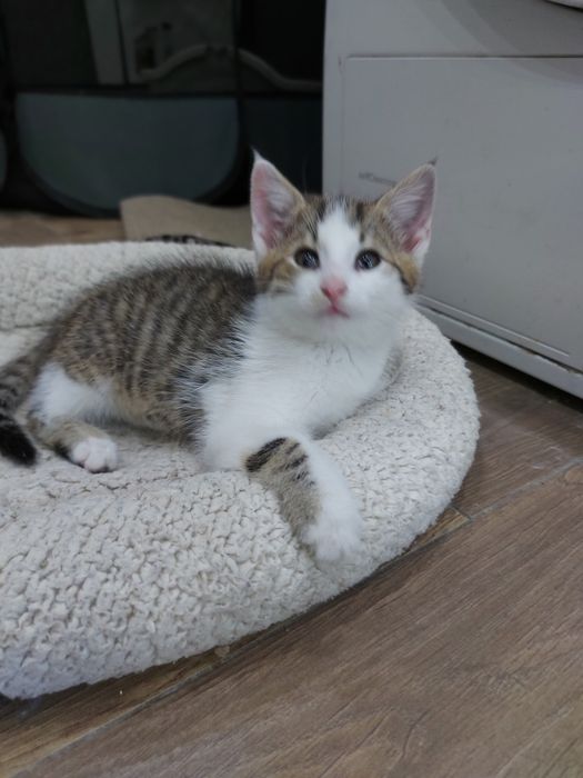 Kocurek do adopcji