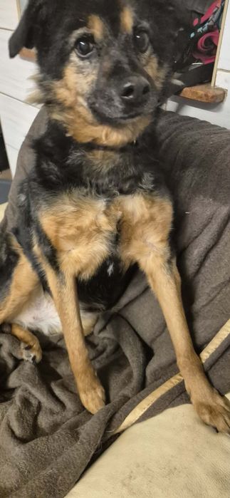 Wspaniała suczka do adopcji