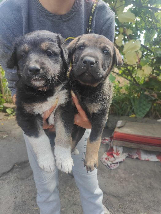 Віддам в добрі руки 10 щінків