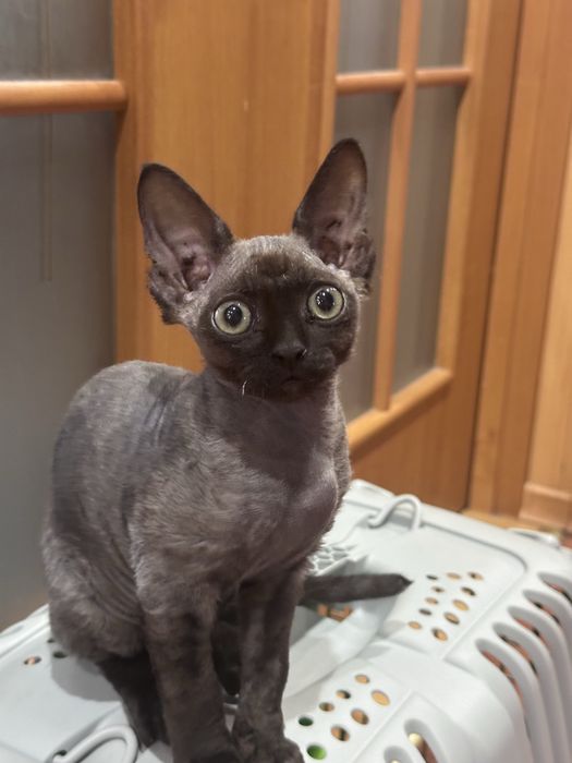 Котенок Девон Рекс