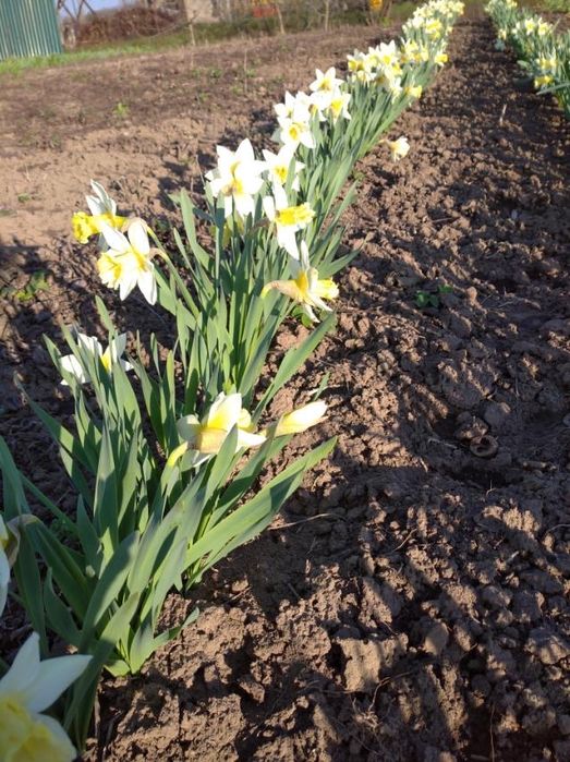 Продам цибулинки нарцісів