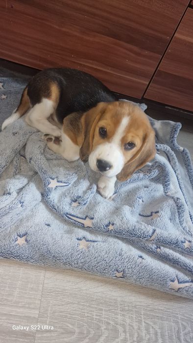 Suczka beagle szczeniak