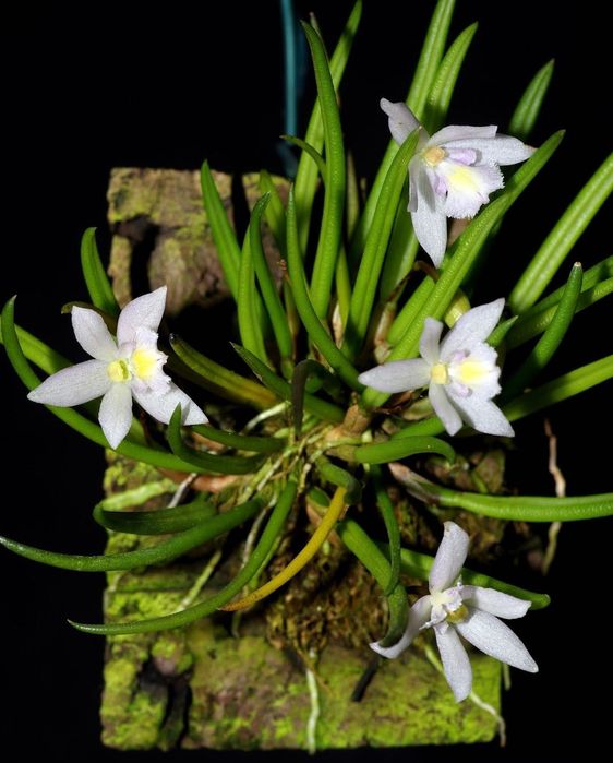Орхідея Leptotes Tenuis
