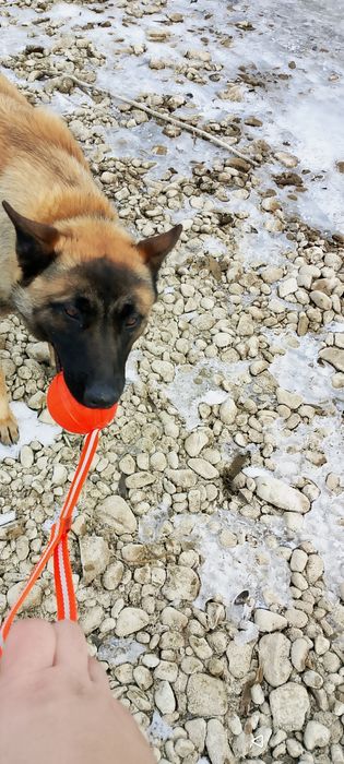 Бельгійський вівчарка Малінуа