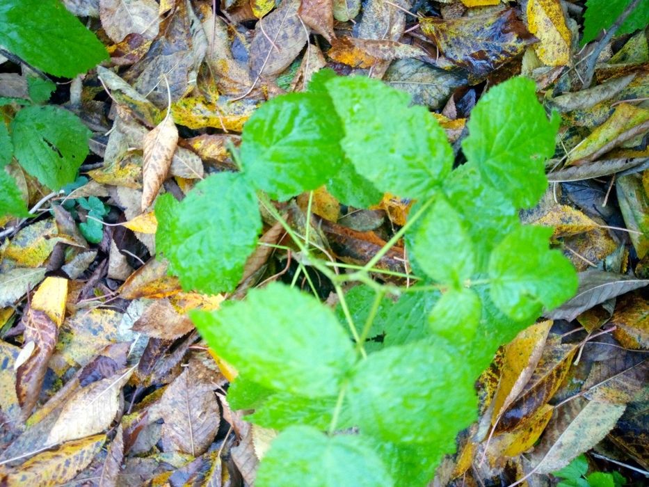 Maliny całoroczne Gratisy