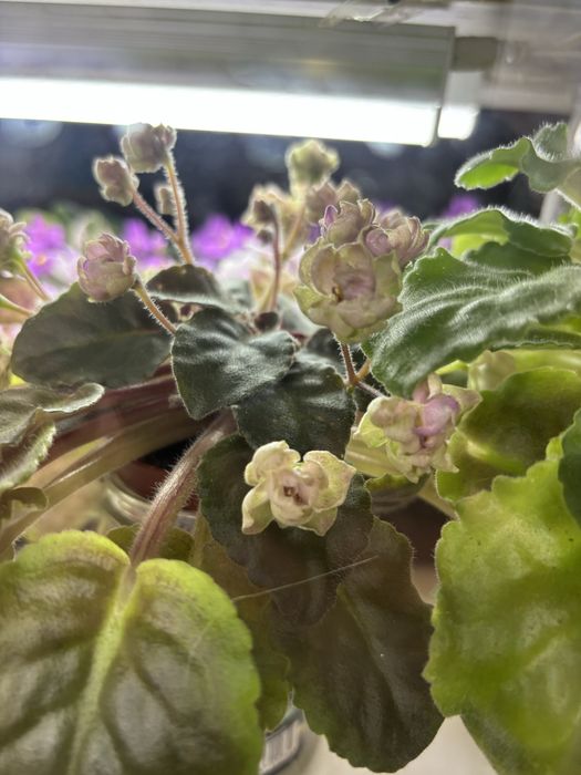 Сортовые фиалки: стандарты, мини, полумини, детки