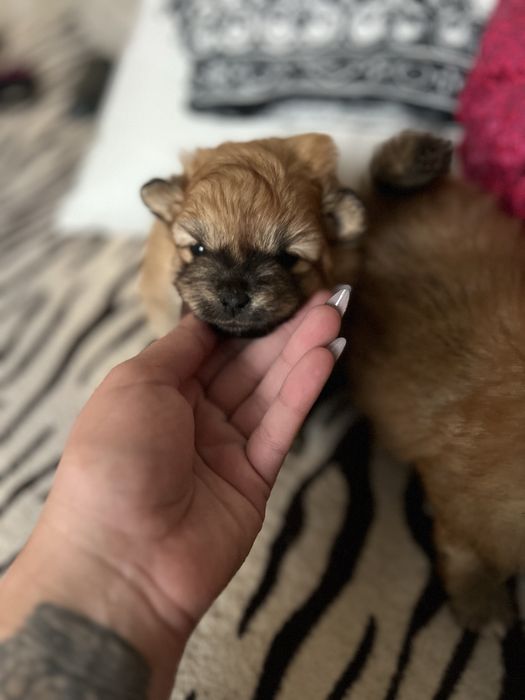 Померанські шпіци ( дівчинка та хлопчик )