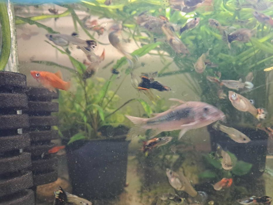 Sprzedam rybki akwariowe