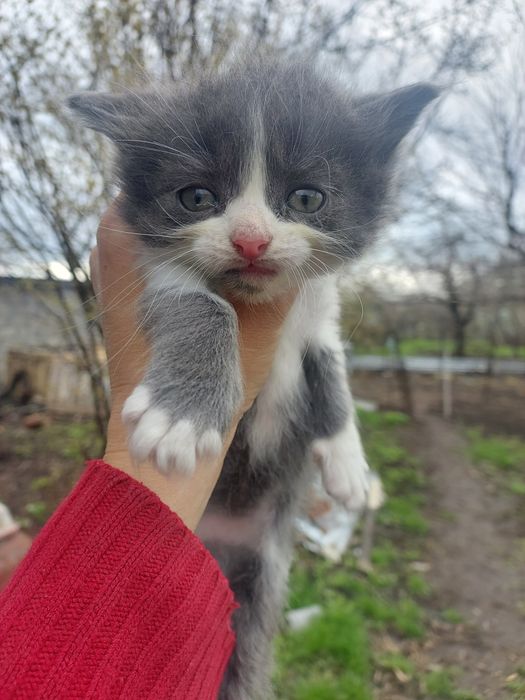 Віддам  кошенят в добрі руки..